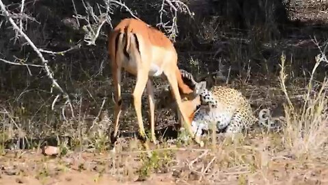 Hunting time of leopard