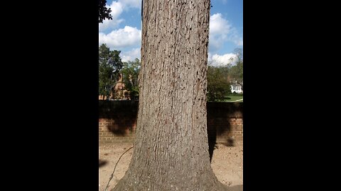 White Oak Bark (Quercus alba)