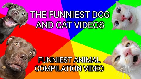 Collection of the Funniest Videos of Dogs and Cats