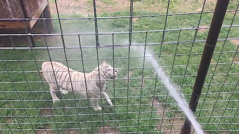 Tiger plays with water hose just like a doggy!