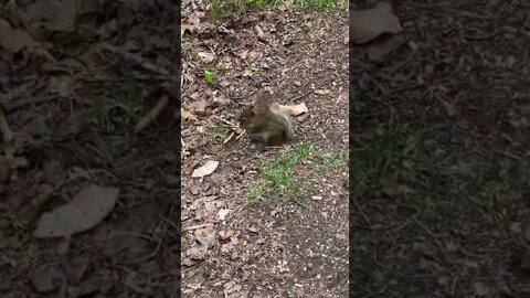 Squirrel eating and squeaking