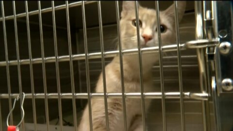 Humane society staffing shortages: Wisconsin facilities at 'breaking point'
