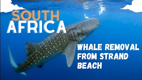 South Africa Whale removal from Strand Beach