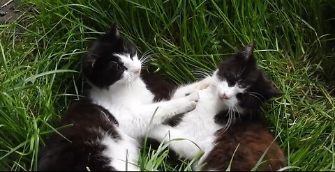 Two cute white and black cats playing in the grass