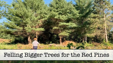 Episode 46 - Felling Bigger Trees for the Red Pines - Part 10