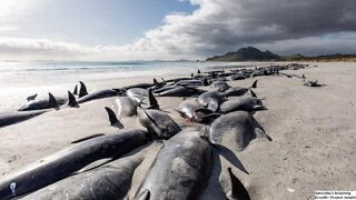 250 pilot whales have beached themselves in New Zealand, just days after the deaths of 215 others