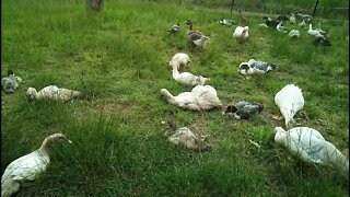 Ducks, ducklings and geese eating grass and grass seed, late afternoon 19th January 2022