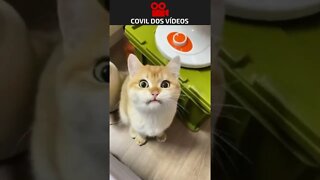 gato tentando falar