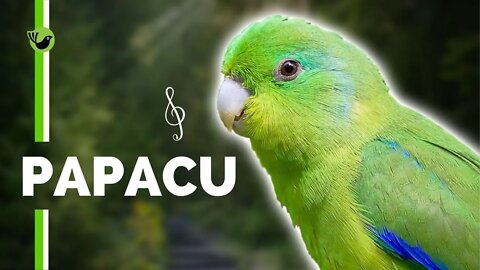 [INCRÍVEL]🐦Canto do PAPACU - Periquito Tuim Cantando