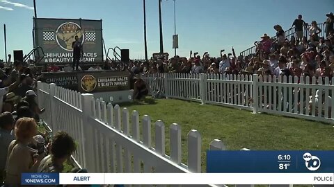 Chihuahua race at SoCal Taco Fest 2022