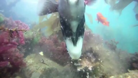 California Sheephead Shredding a Sea Urchin