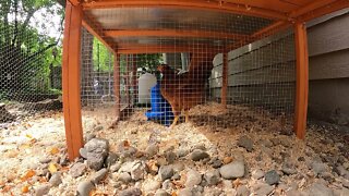 My Backyard Chickens - Episode 59