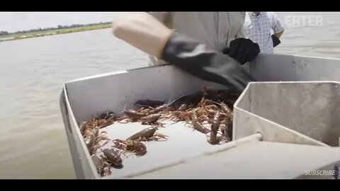 How the fish crayfish at bi farm in Louisiana - Как ловят раков на би ферме в Луизиане