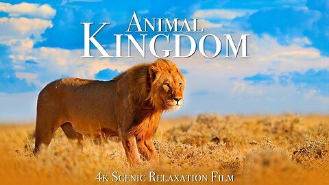 Animal Kingdom 4K - Scenic Wildlife Film With Calming Music. Enjoy!