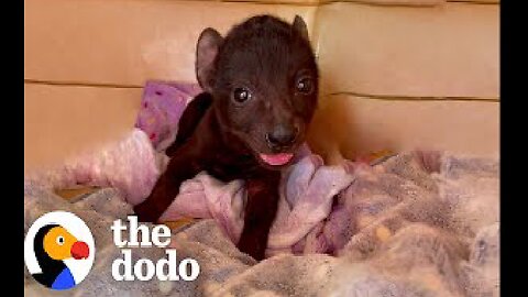 Orphaned Hyena Loves To Wrestle With A Rescue Puppy | The Dodo