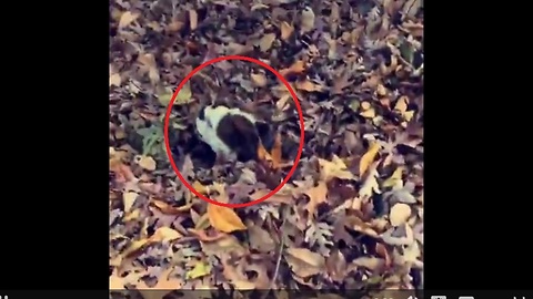 Bulldog gets lost in massive pile of leaves