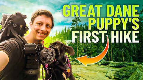 Bassi Falls! Great Dane puppy's First Hike!