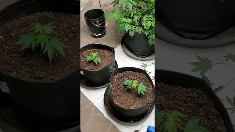 Veg Room Update: Cannabis Mothers, Clones, Early - Late Veg, and more!