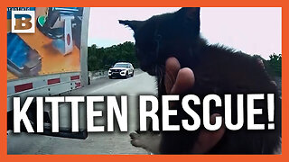 Kitten Rescue! Florida Officer Rescues Feline in the Middle of Highway