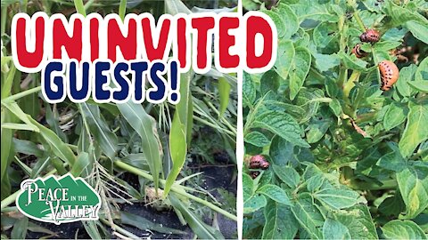 Episode 32: Uninvited Garden Guests