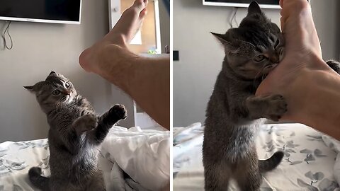 Mischievous cat is the best 'violent alarm' to her owner