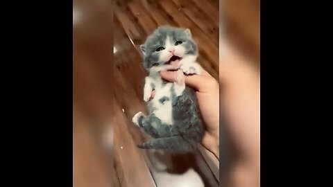 Funny Cats and Kittens Meowing Compilation