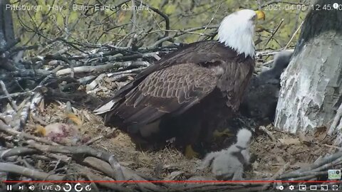 Hays Eaglets H14 H15 waddle to get under Mombrella 2021 04 09 12:45PM