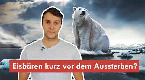 Stehen die Eisbären wirklich kurz vor dem Aussterben? - Klimawissen - kurz&bündig