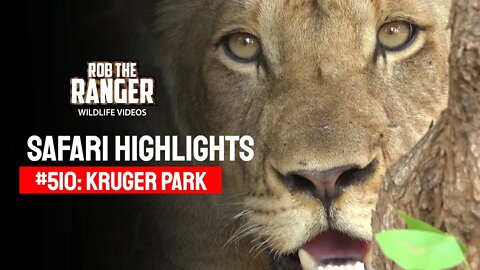 Safari Highlights #510: 27 - 30 November 2018 | Kruger National Park | Latest Wildlife Sightings
