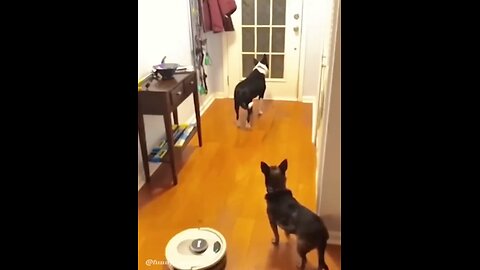 Funny moment caught on camera of dawg Braking in neighbors house/ try not to laugh 😂