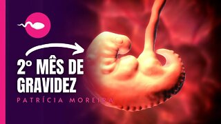 2 MESES DE GRAVIDEZ | Semanas 5, 6, 7 e 8