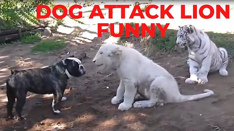 lion tiger vs pitbull dog funny animal