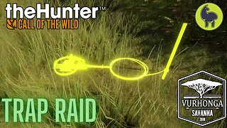Trap Raid, Vurhonga Savanna | theHunter: Call of the Wild (PS5 4K)