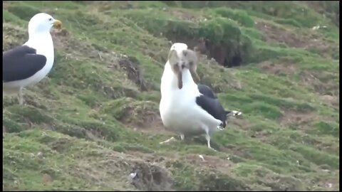 Seagull eats rat and rabbit