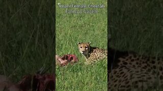 Maasai Mara Sightings Today 04/03/22 (Lions, Cheetah, etc) | Zebra Plains | #shorts