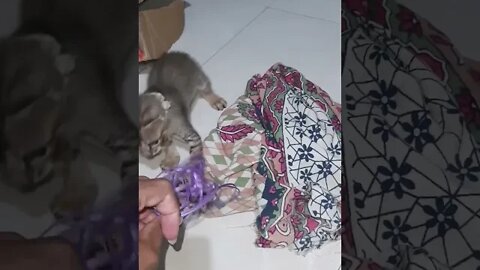 kitten fight with me, kitten fight, kitten, fight, billi, cat videos 😺😍😘😻🐱🙀 #viral #trending