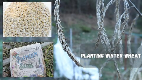 Planting WINTER WHEAT! || Preparing for next year