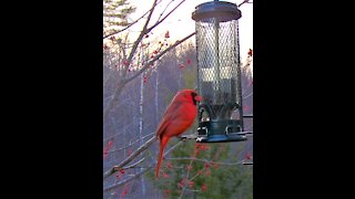 Male Red Cardinal