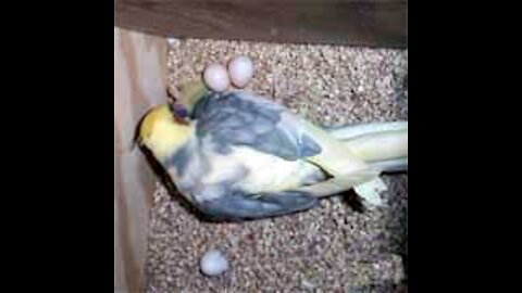 Cocktail parrots talking sound breeding mating and nourishing child eggs