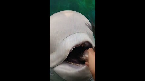The Beluga Whales In Seaworld Also Request Bribery From The Trainers In Order To Be Obeying Orders?