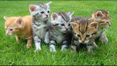 ⛔Interesting facts about cute animals😸🐱