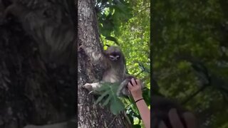 Mother and Baby Sloths Reunite #short #family #cuteanimals