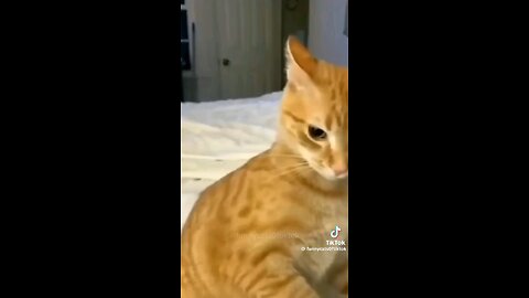 Cats Gone Wild | 😹 Hilarious Feline Craziness