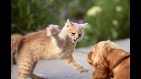 SEE HOW CAT USED CLEVER TECHNIQUE TO BEAT DOG LOL