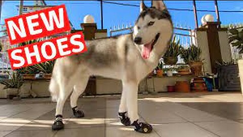 Husky Puppy Tries On Shoes For The FIRST Time In His Life!