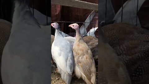 Cutest guinea fowl keets, red eyed silver, red eyed cinnamon, chocolate and pied lavender