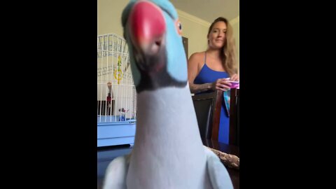 Kiwi The Talking Parrot Loves The Camera