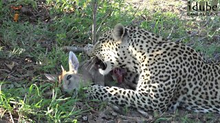 Male Leopard With Duiker Meal Chased By Hyena