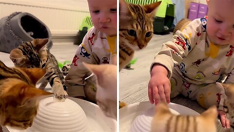 Baby and kittens learn how water fountain works