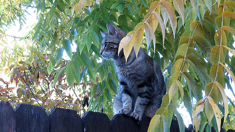 Cat On A Walnut Tree